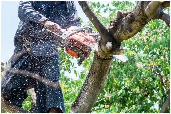 tree services Woodland Heights